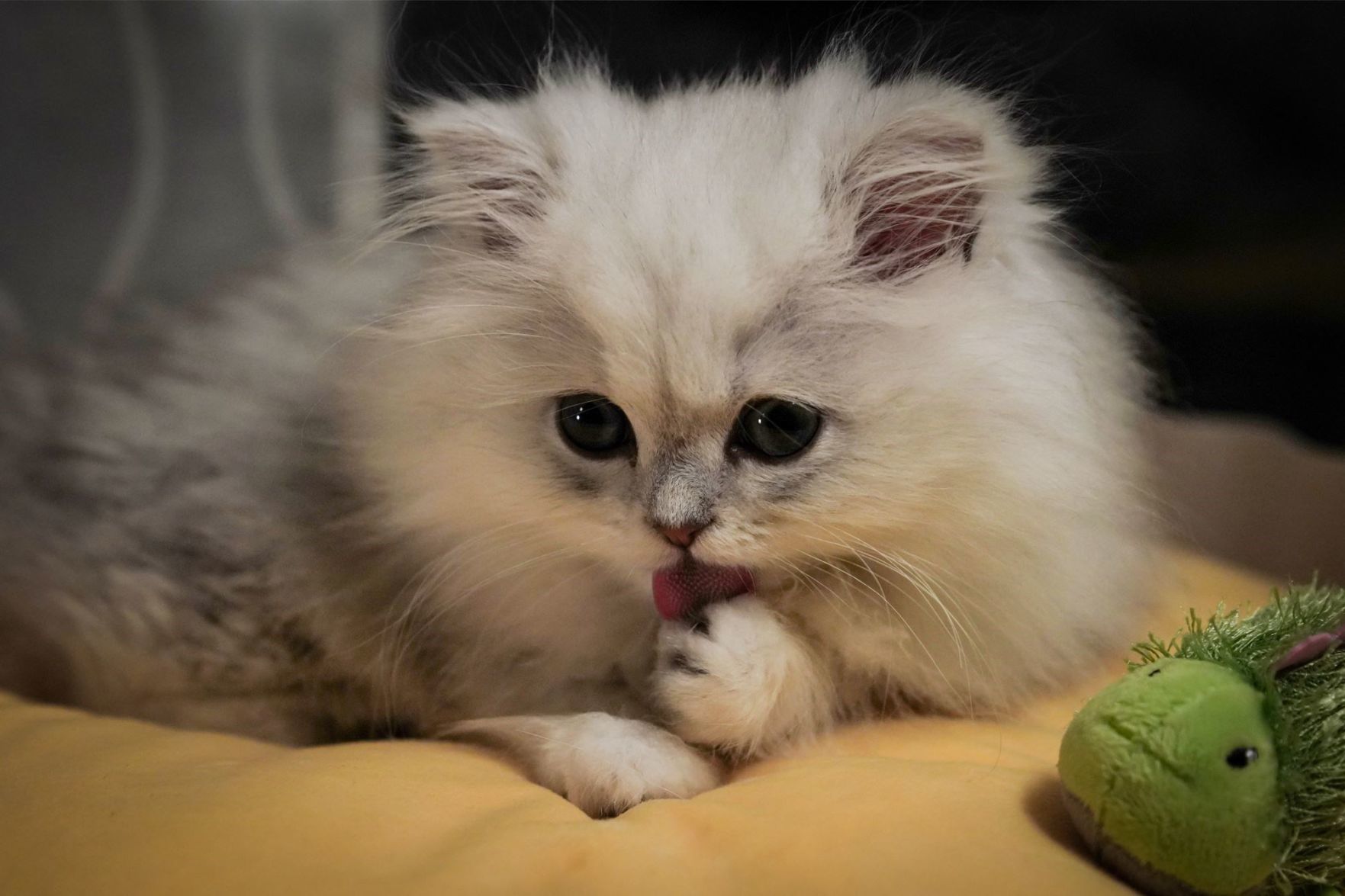 Little Mocha